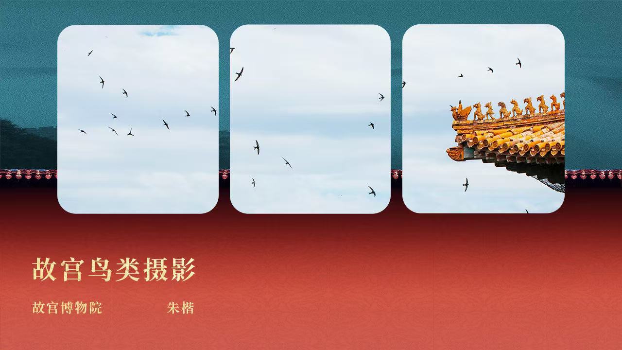 故宫鸟类摄影